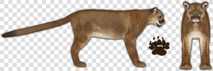 Mountain Lion Png 7 » Png Image   Mountain Lion Transparent  Png DownloadTransparent PNG