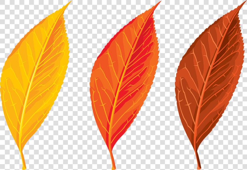 Free Clipart Autumn Leaves   Autumn Leaves Clip Art Png  Transparent PngTransparent PNG