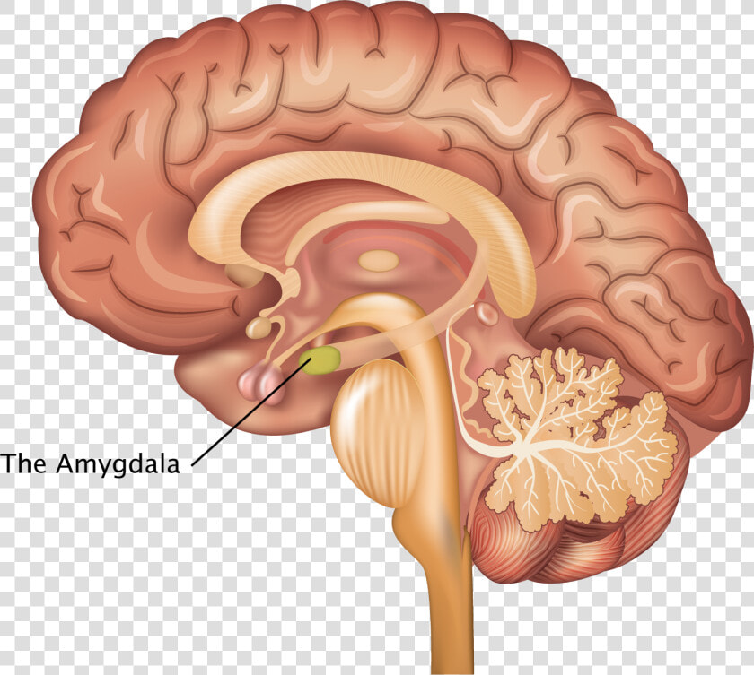 Nervous System Brain  HD Png DownloadTransparent PNG