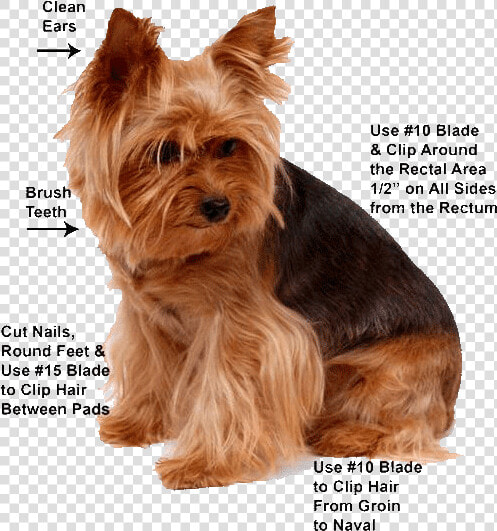 Grooming Yorkie  HD Png DownloadTransparent PNG