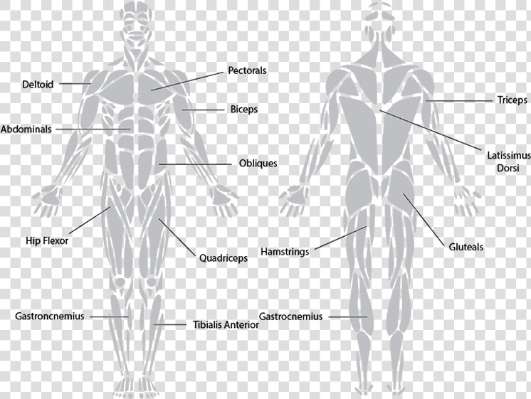 Antagonistic Muscle Action   Muscular System Black And White  HD Png DownloadTransparent PNG