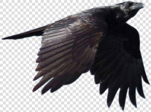 Crow Png Picture   Crow Flying Transparent Background  Png DownloadTransparent PNG