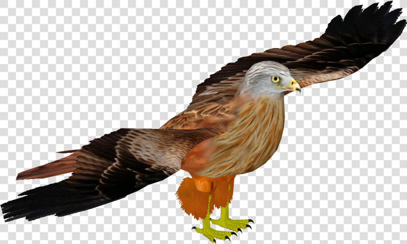 Red Kite   Red tailed Hawk  HD Png DownloadTransparent PNG