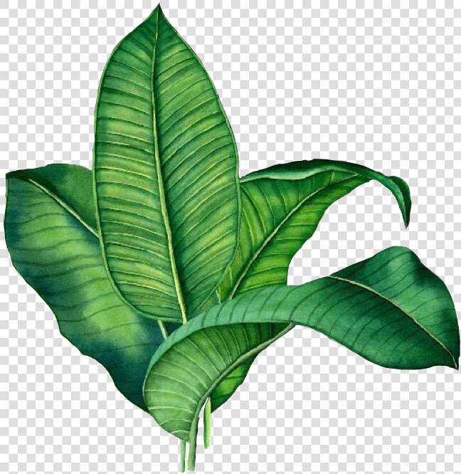  sticker  palm  leave  green  palme  grün  plant  tropical   Banana Leaf Transparent Background  HD Png DownloadTransparent PNG