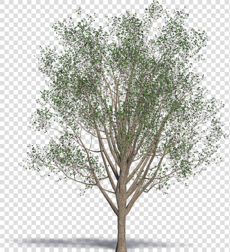 Ginkgo  Maidenhair Tree   Wood  HD Png DownloadTransparent PNG