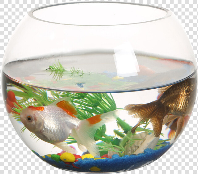 Ranfeng Small Fish Tank Transparent Round Fish Tank   Aquarium  HD Png DownloadTransparent PNG