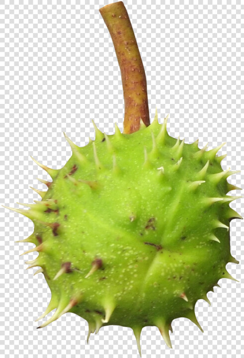 Chestnut Png Transparent Image   Thorns  Spines  And Prickles  Png DownloadTransparent PNG