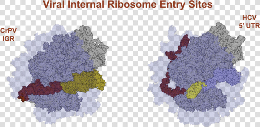 Internal Ribosome Entry Site Ribosome  HD Png DownloadTransparent PNG