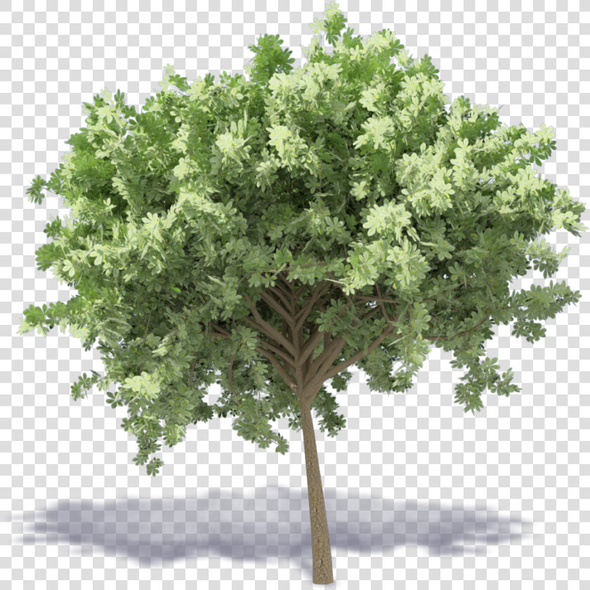 Chestnut Tree   Mulberry Tree Png  Transparent PngTransparent PNG