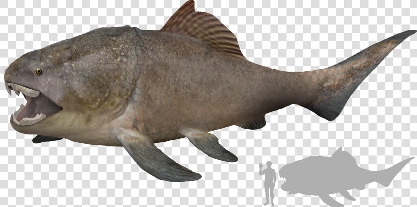 Dunkleosteus Artist S Impression   Accurate Dunkleosteus  HD Png DownloadTransparent PNG