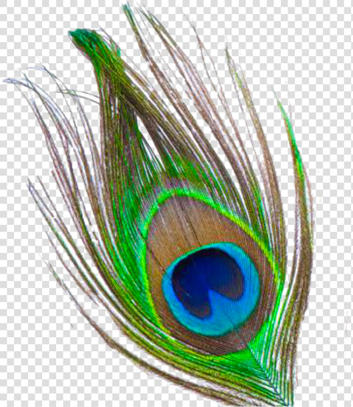 Peacock Feather Free Download Png   Krishna Peacock Feather Png  Transparent PngTransparent PNG