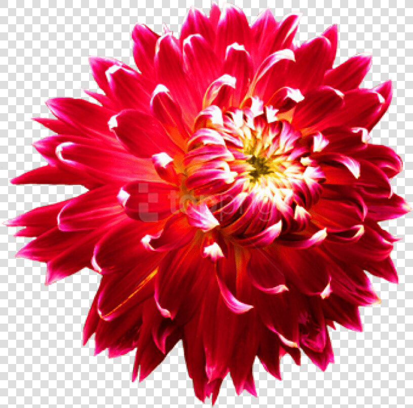 Flower flowering Flowers daisy Family annual Flower perennial  HD Png DownloadTransparent PNG