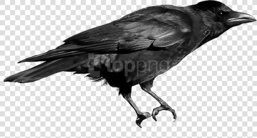 Download Crow Png Images Background   Crow Bird Png  Transparent PngTransparent PNG