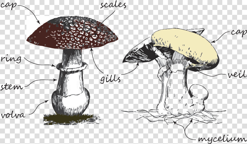 Shiitake  HD Png DownloadTransparent PNG