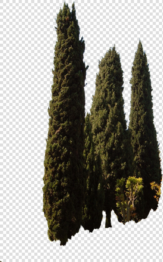 Mediterranean Trees Png  Transparent PngTransparent PNG