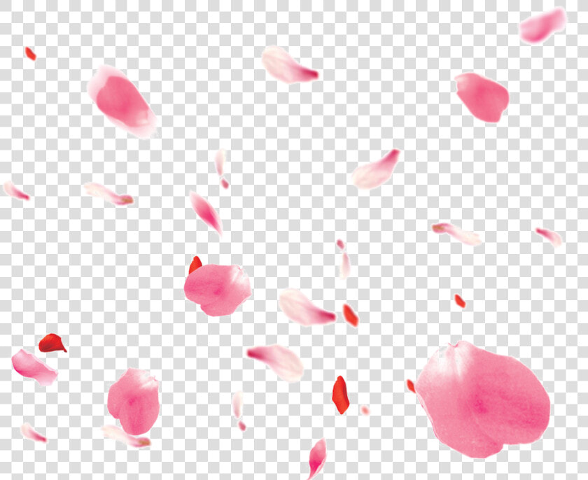 Falling Petals Png   Rose Petals Pink Png  Transparent PngTransparent PNG