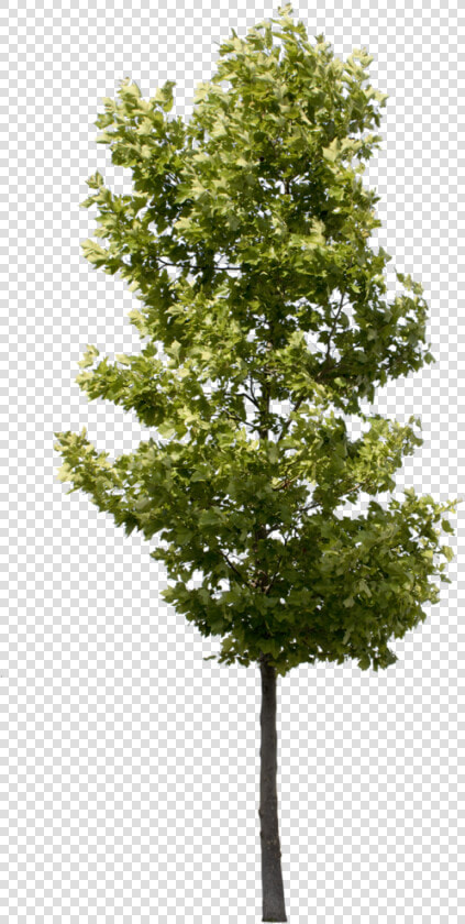 Tree Pics High Quality  HD Png DownloadTransparent PNG