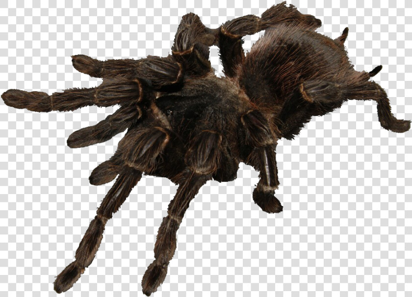 Saturday 28 amp 29th Feb 2020  11 4pm   Tarantula  HD Png DownloadTransparent PNG