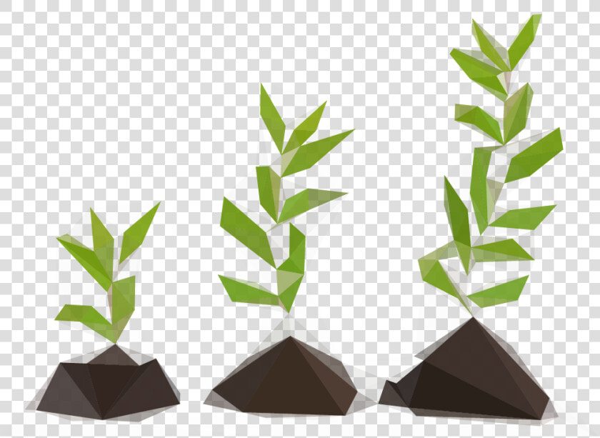 Saplingpoly   Imagenes Del Verbo Grow  HD Png DownloadTransparent PNG