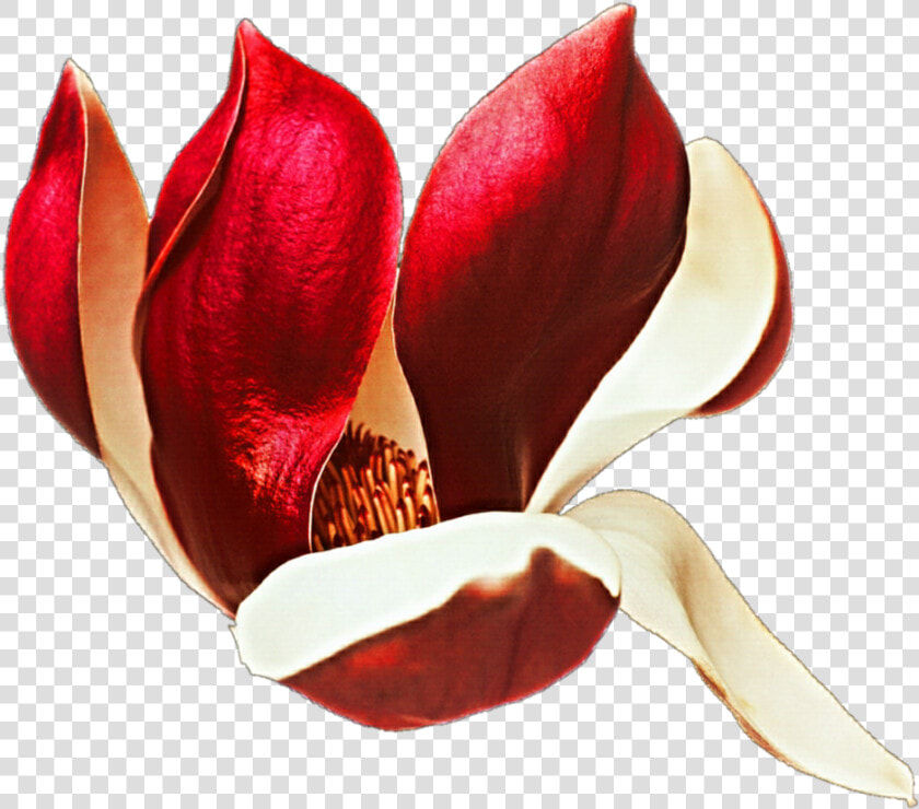 Tulipa Humilis   Png Download   Tulipa Humilis  Transparent PngTransparent PNG