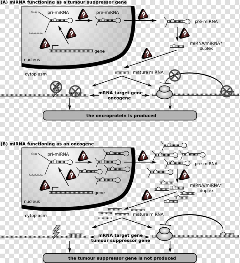 Role Of Mirna In A Cancer Cell  HD Png DownloadTransparent PNG