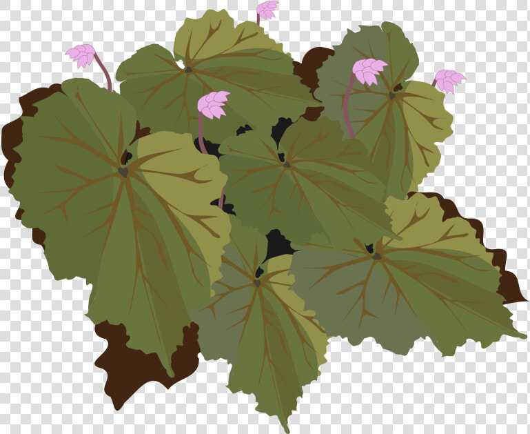 Begonia 01   Begonia  HD Png DownloadTransparent PNG