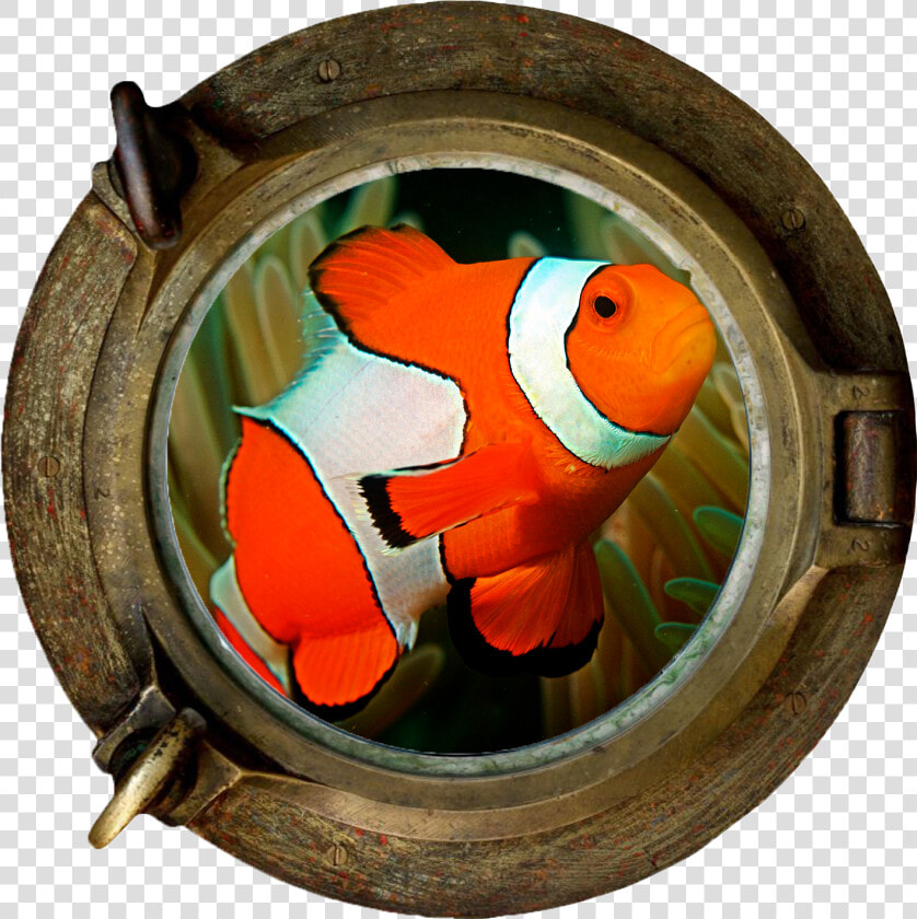 Clownfish Marine Section Png   Porthole Ship Wreck  Transparent PngTransparent PNG