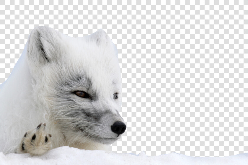 Arctic Fox Png Background   Arctic Fox  Transparent PngTransparent PNG