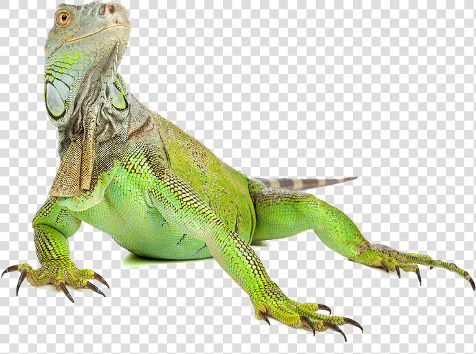 Download Iguana Png Image   Iguana Png  Transparent PngTransparent PNG