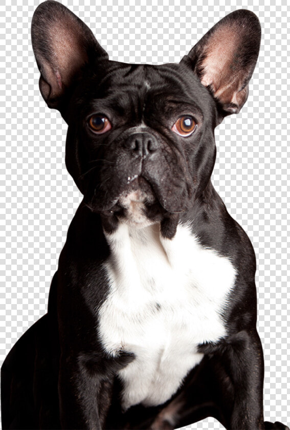 Clip Art Meet Our Powerpet Model   French Bulldog  HD Png DownloadTransparent PNG