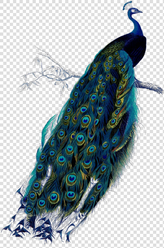 Transparent Peacock Clipart   Vintage Peacock Png  Png DownloadTransparent PNG