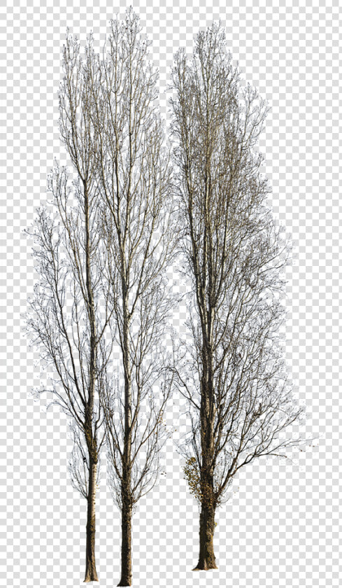 Canoe Birch  HD Png DownloadTransparent PNG