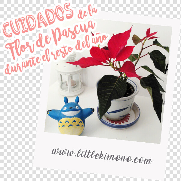 Cuidados De La Flor De Pascua Durante El Resto Del   Poinsettia  HD Png DownloadTransparent PNG