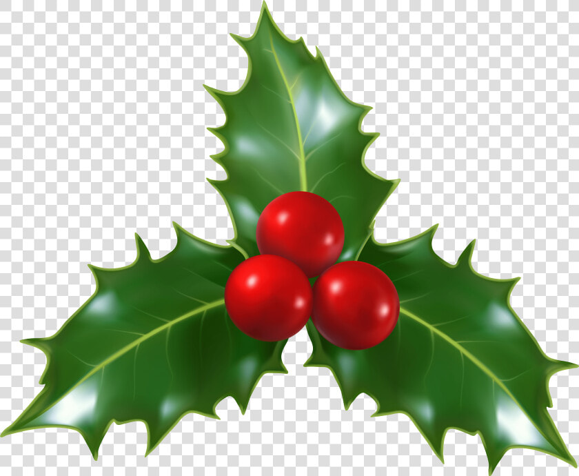 Christmas Holly Mistletoe Png Clip   Transparent Background Holly Jpg  Png DownloadTransparent PNG