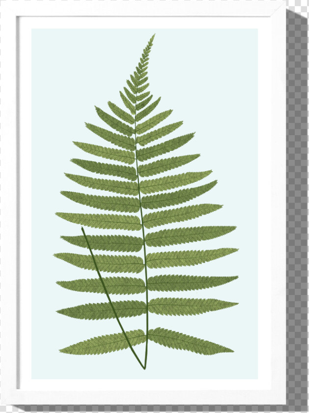 Rkr Products Fern 1  HD Png DownloadTransparent PNG