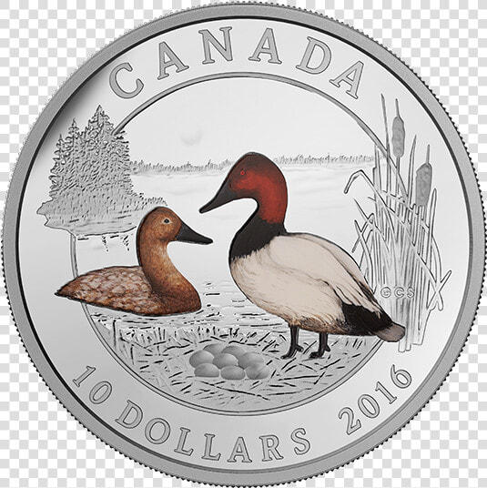 Canvasback  HD Png DownloadTransparent PNG