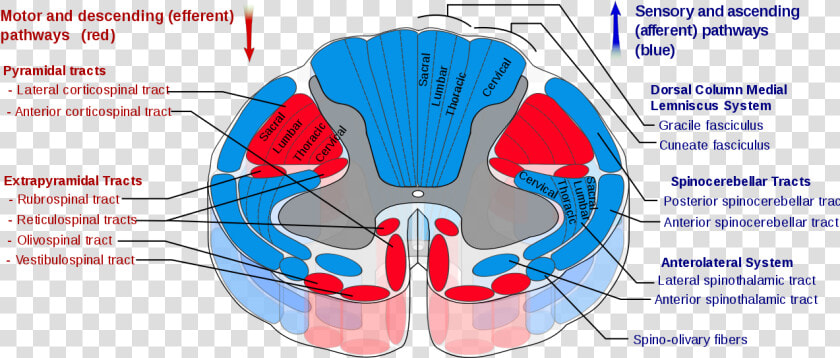 Spinal Cord Tracts  HD Png DownloadTransparent PNG