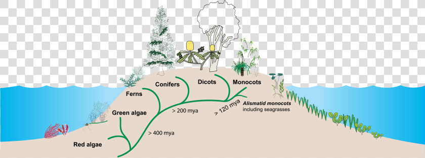 Transparent Seagrass Png   Waycott Evolution Of Seagrasses  Png DownloadTransparent PNG