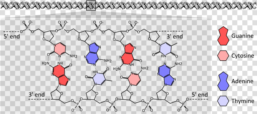 Double Helix Png  Transparent PngTransparent PNG