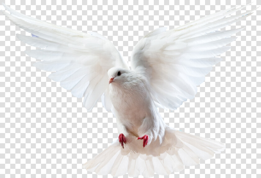 Columbidae Bird Doves As Symbols Domestic Pigeon   Holy Spirit Dove Png  Transparent PngTransparent PNG