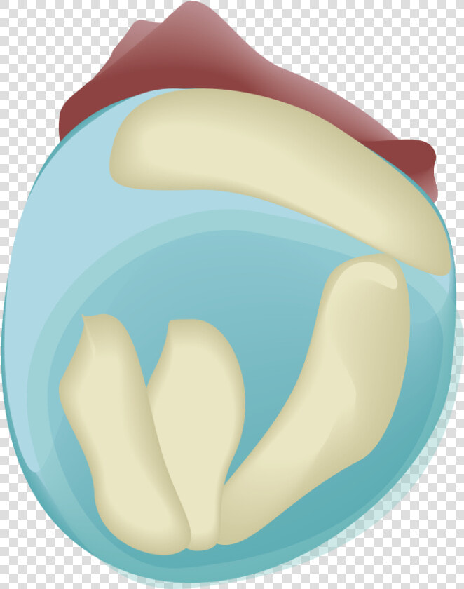 201908 Mouse Embryo Day8   Illustration  HD Png DownloadTransparent PNG