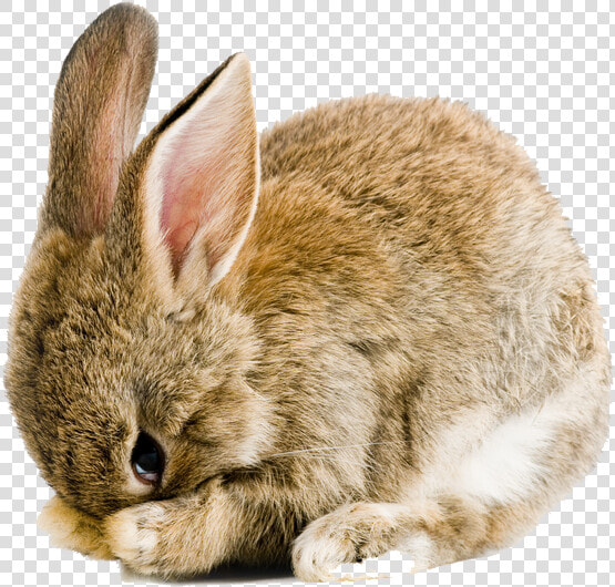 Rabbit Bunny Png   Transparent Background Bunny Clipart  Png DownloadTransparent PNG