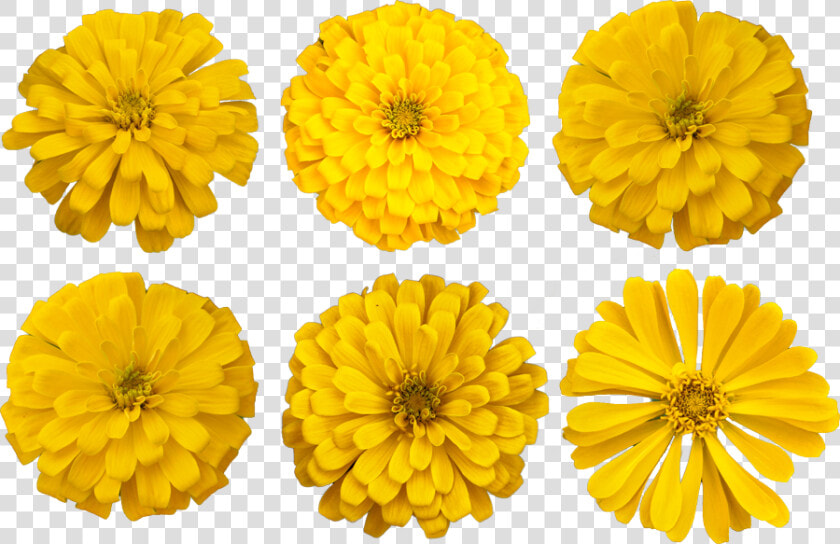 Marigold Flower Cutout Photo   Marigold Clipart  HD Png DownloadTransparent PNG