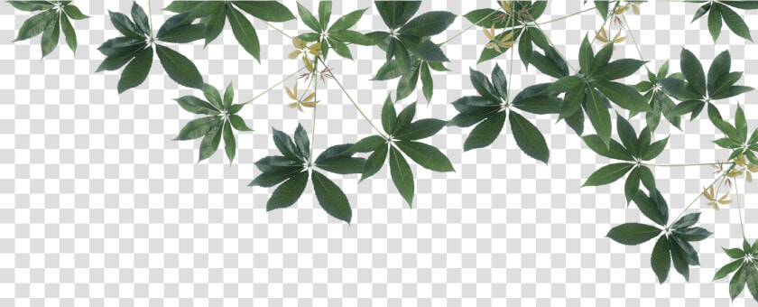 Houseplant  HD Png DownloadTransparent PNG