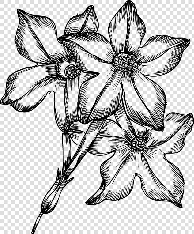 Flowers Drawings Pictures   Drawing Of Many Flowers  HD Png DownloadTransparent PNG