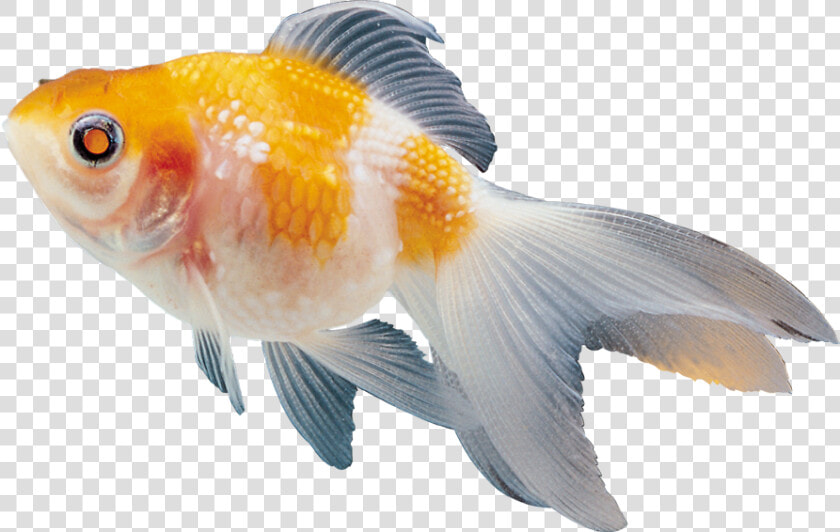 Beautiful Fish Clipart   Colour Fish Images Png  Transparent PngTransparent PNG