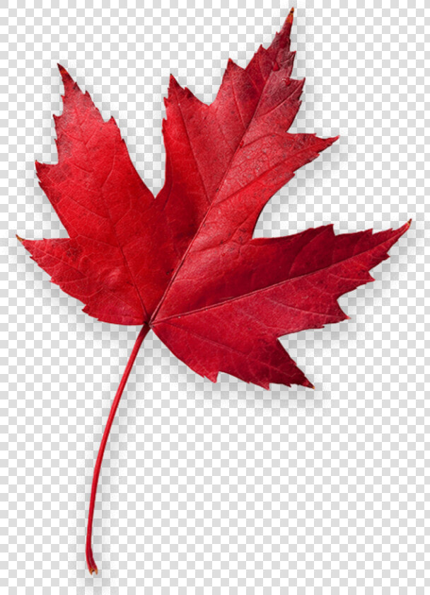 Transparent Red Maple Leaf Clipart   High Resolution Maple Leaf  HD Png DownloadTransparent PNG