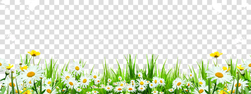 Svg Library Flower Download Icon Cute Flowers Roadside   Flowers Weeds Png  Transparent PngTransparent PNG