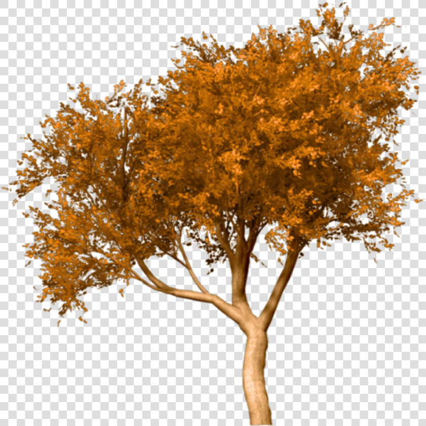 Portable Network Graphics Fall Tree Clip Art Image   Fall Tree Png  Transparent PngTransparent PNG