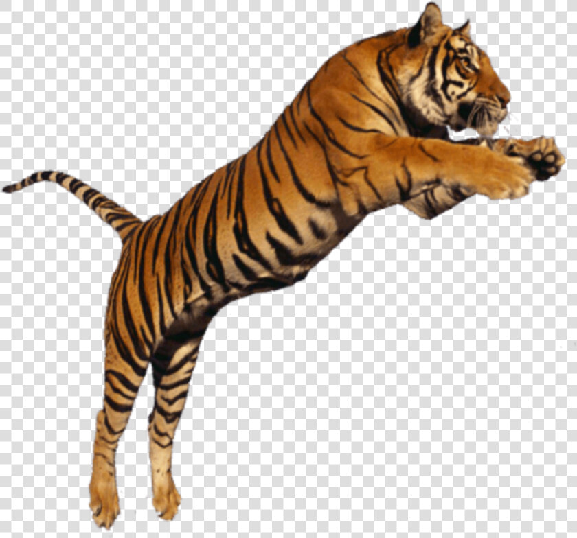  beautiful  white  orange  jumping  wild  animal  cat   Subhash Chandra Bose With Tiger  HD Png DownloadTransparent PNG